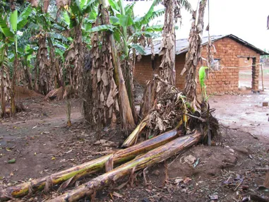 Banana plants toppling over due to weakened root anchorage from burrowing nematode damage