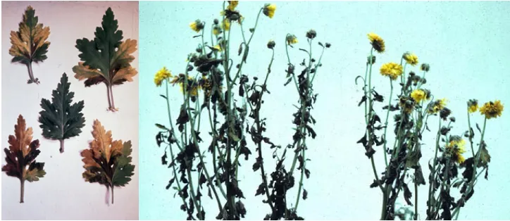 Chrysanthemum nematode damage showing undersized and distorted flowers