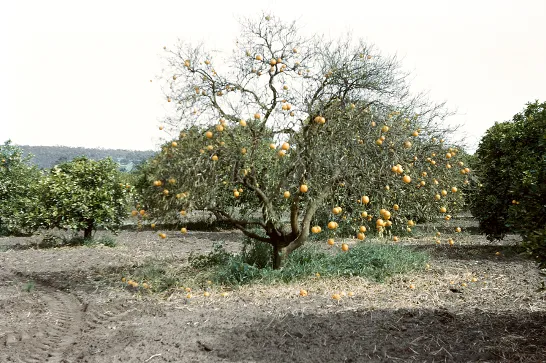 Citrus tree showing slow decline symptoms -- thinning canopy, yellowing leaves, and reduced fruit