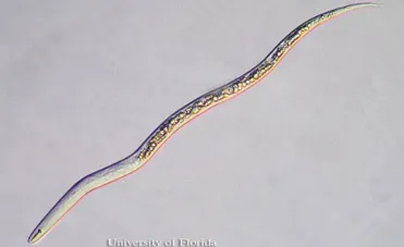 Tylenchulus semipenetrans -- citrus nematode taxonomic classification and morphology
