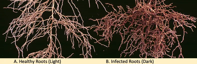 Comparison of healthy creamish citrus feeder roots vs dark infested roots
