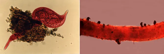 Semi-endoparasitic feeding of Tylenchulus semipenetrans with head inside root and body in soil