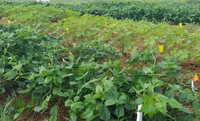 Cowpea used as a trap crop to attract and trap root-knot nematodes before destruction