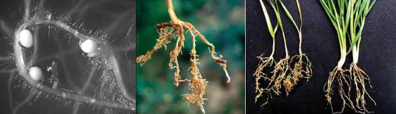 Cyst nematode females attached to crop roots showing persistent egg-filled cyst bodies