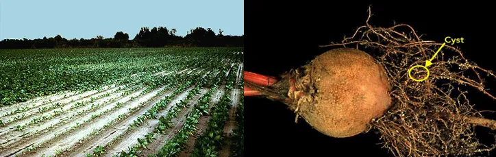 Cyst nematode damage on sugar beet roots showing characteristic soil sickness symptoms