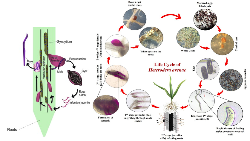 Life-Cycle of Heterodera avena