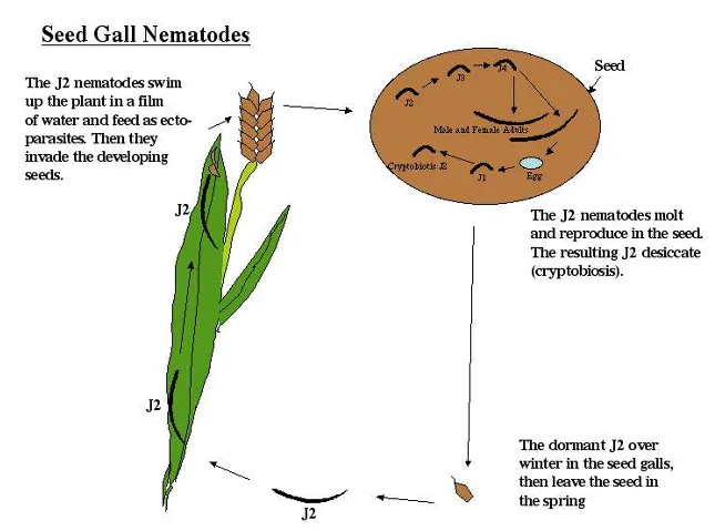 Life cycle of Anguina tritici seed-gall nematode in wheat