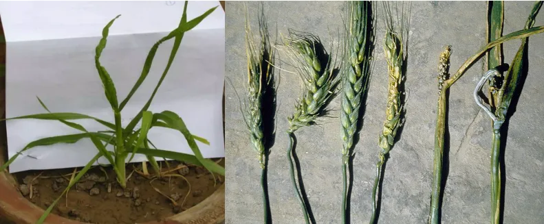 Earcockle disease symptoms of wheat showing stunted plants and gall-replaced grains