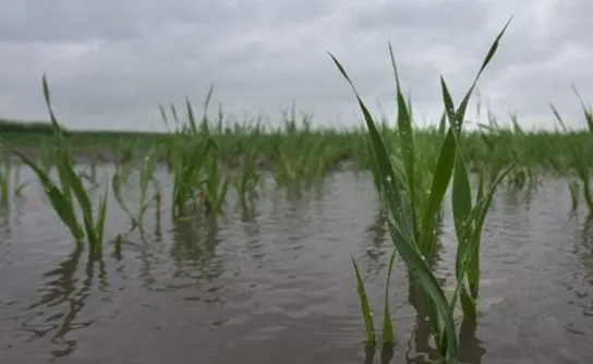 Flooded rice field creating anaerobic conditions to control nematodes by asphyxiation