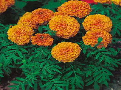 Marigold (Tagetes) used as antagonistic crop producing alpha-terthienyl against nematodes