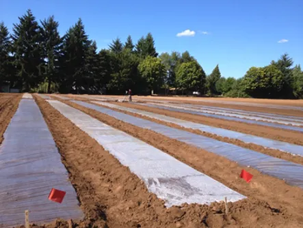 Soil solarisation using polythene sheets to raise soil temperature and control nematodes