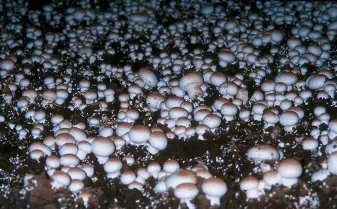 Ditylenchus myceliophagus mushroom nematode destroying Agaricus bisporus mycelium