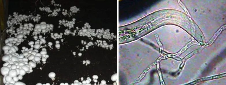 Mushroom nematode Aphelenchoides composticola destroying mycelium of Agaricus bisporus