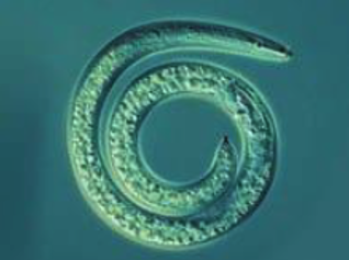 Spiral body of Helicotylenchus sp