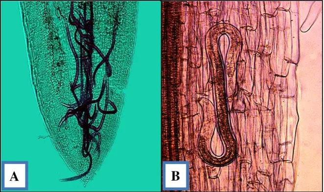 Nematode disease complex showing interaction between nematodes and secondary pathogens