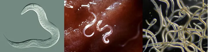 Microscopic view of plant parasitic nematodes showing their thread-like body shape