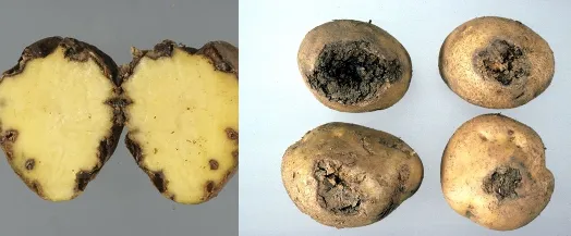Ditylenchus destructor causing dry granular rot in potato tubers