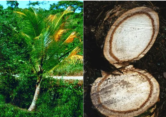 Red ring disease of coconut showing reddish necrotic ring in trunk cross-section