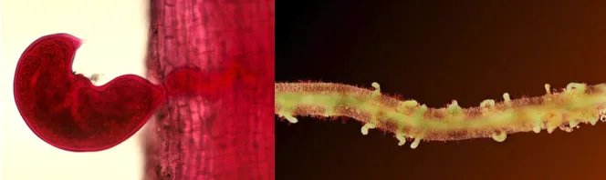 Rotylenchulus reniformis -- kidney-shaped reniform nematode female