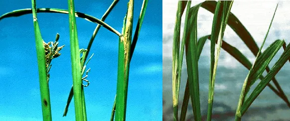 Ditylenchus angustus rice stem nematode showing nema wool formation and Ufra symptoms