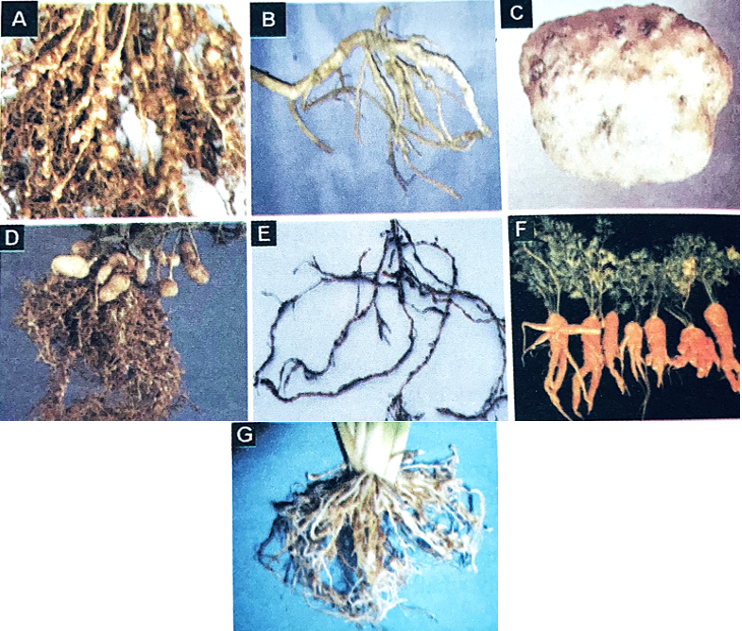 Root galling due to Meloidogyne sp: A. Tomato, B. Bottle Gourd, C. Potato Tuber, D. Peanut, E. Grapevine, F. Carrot, G. Rice (Source: Sasser, 1971)