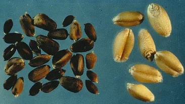 Comparison of healthy wheat grains and dark irregular seed galls formed by Anguina tritici