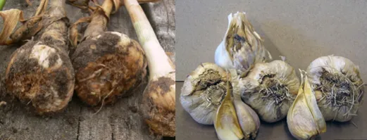 Ditylenchus dipsaci stem and bulb nematode causing onion bloat disease