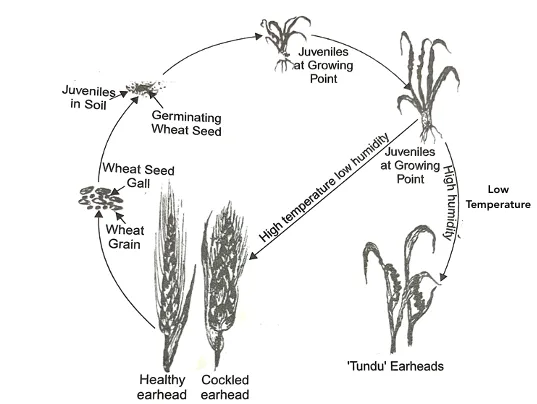 Tundu (Yellow Ear Rot) disease cycle showing nematode-bacterium association in wheat