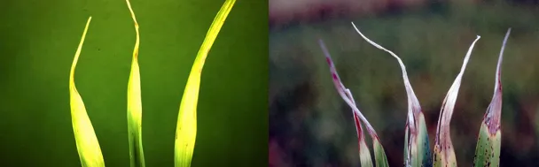 White tip disease of rice showing bleached 3-5 cm leaf tips caused by Aphelenchoides besseyi