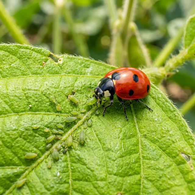 Entomology & Pest Management
