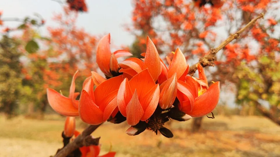 Palash flower of Uttar Pradesh showing bright orange red flame of forest blossoms