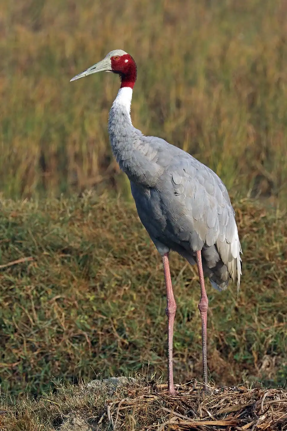 Sarus crane in Uttar Pradesh wetland habitat showing the state's official bird