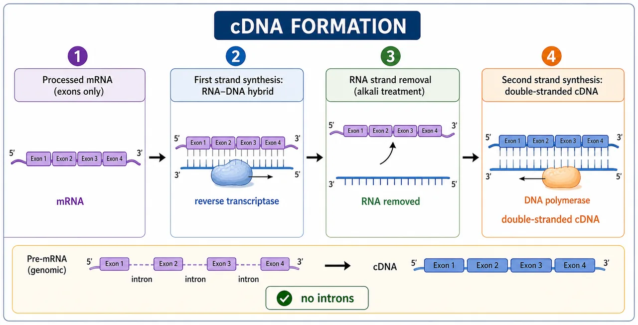 cDNA formation steps showing mRNA template, reverse transcriptase, RNA removal, and DNA polymerase making double-stranded cDNA without introns