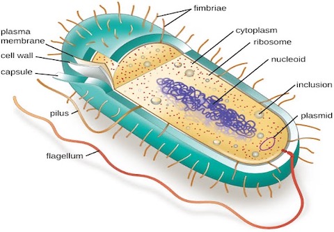 Prokaryotic Cell (Bacteria)