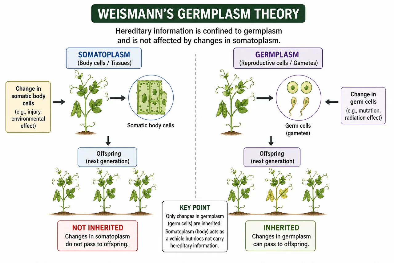 Weismann germplasm theory comparison showing somatoplasm body cells as non-inherited and germplasm reproductive cells as inherited across generations