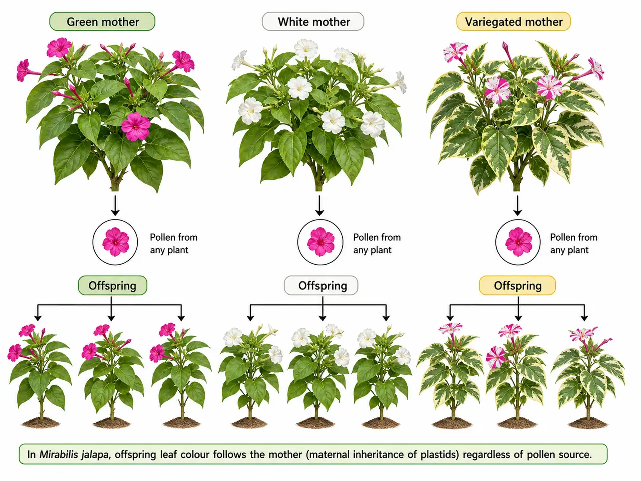 Mirabilis jalapa plastid inheritance showing green, white, and variegated maternal plants producing matching offspring