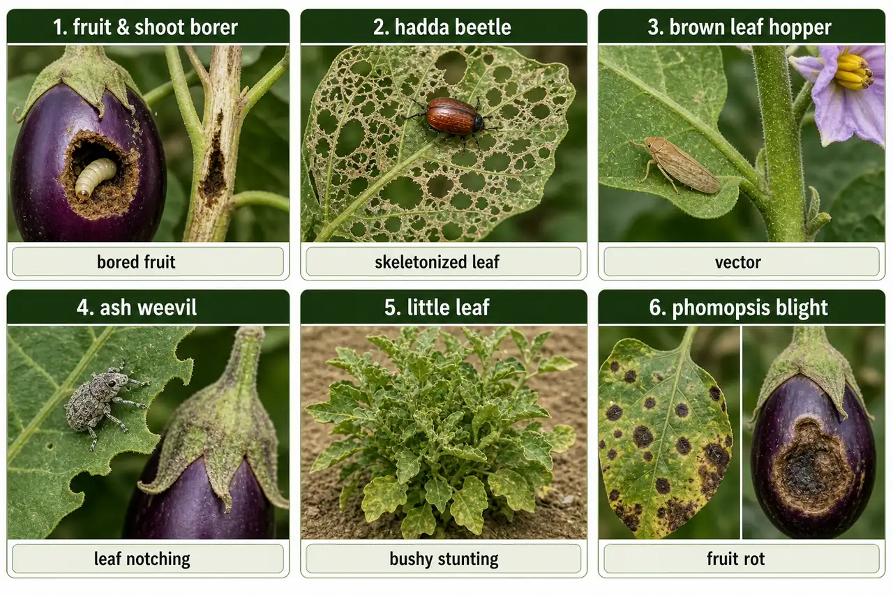 Brinjal pest and disease comparison showing fruit and shoot borer, Hadda beetle, brown leaf hopper, ash weevil, little leaf, and Phomopsis blight