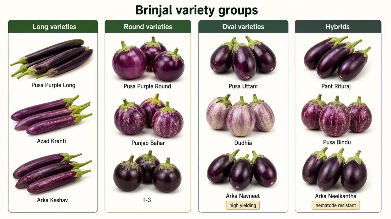 Brinjal variety groups showing long round oval and hybrid types with representative named varieties and key trait callouts