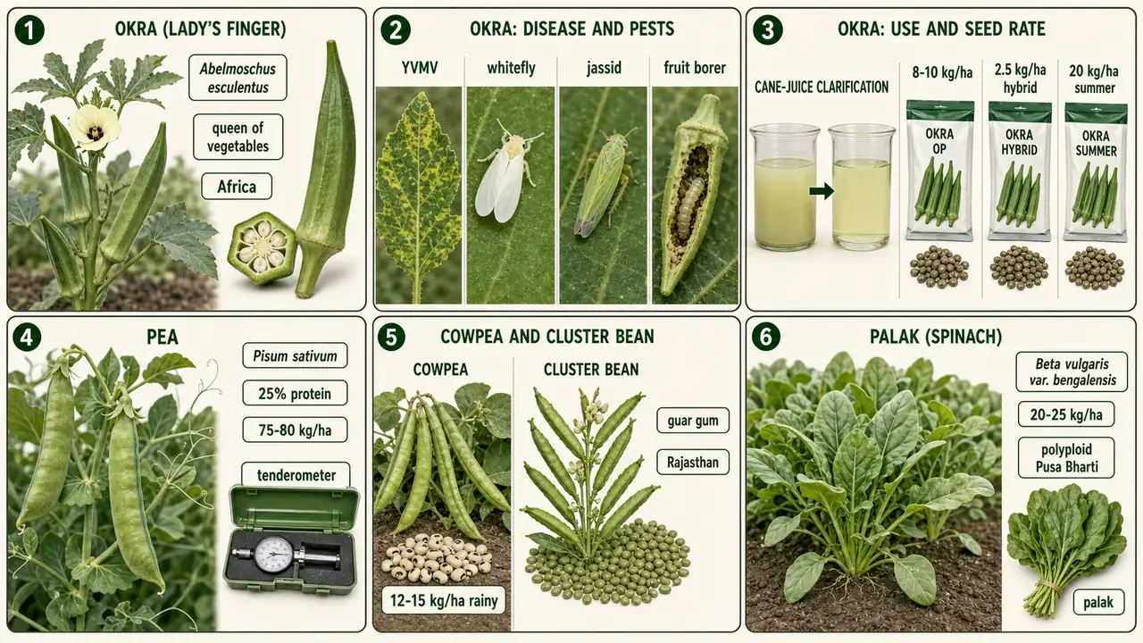 Chilli and capsicum summary cheat sheet visual showing crop identity, India production, flower biology, dry chilli composition, nursery and seed rate, and major pest-disease cues