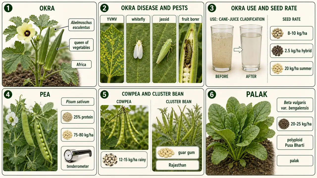 Other vegetables summary cheat sheet visual showing okra identity, YVMV and pests, okra seed-rate uses, pea facts, cowpea and cluster bean cues, and palak identity and seed rate