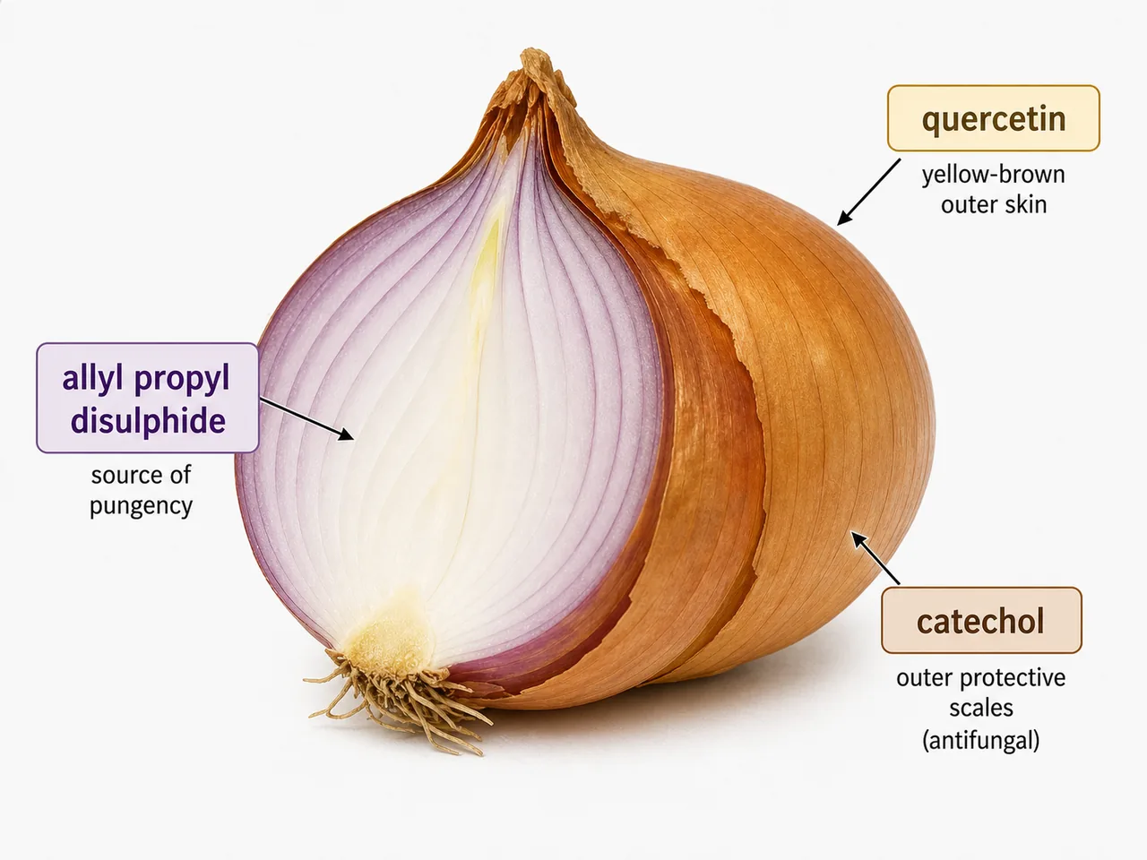Onion pungency and chemical compounds showing allyl propyl disulphide in bulb tissue, quercetin in outer skin, and catechol in protective scales