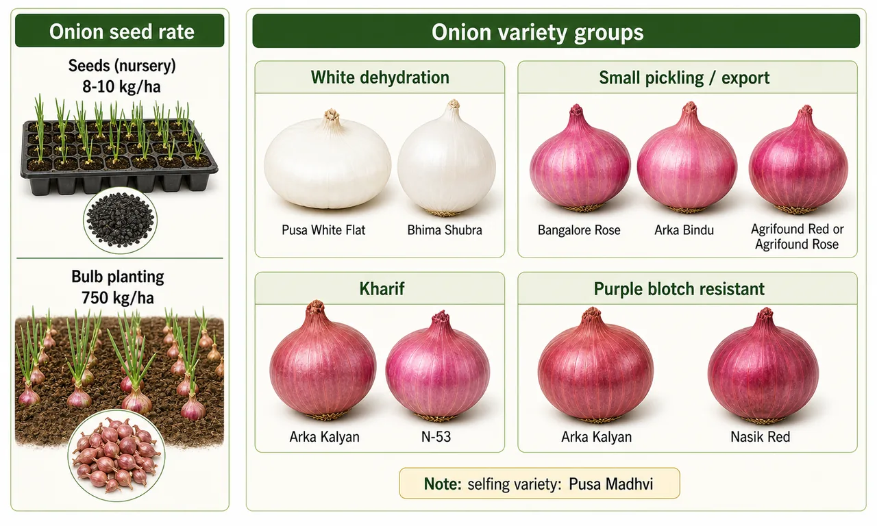 Onion seed rate comparison for nursery-raised seed versus bulb planting plus variety groups for white dehydration pickling kharif and purple blotch resistance