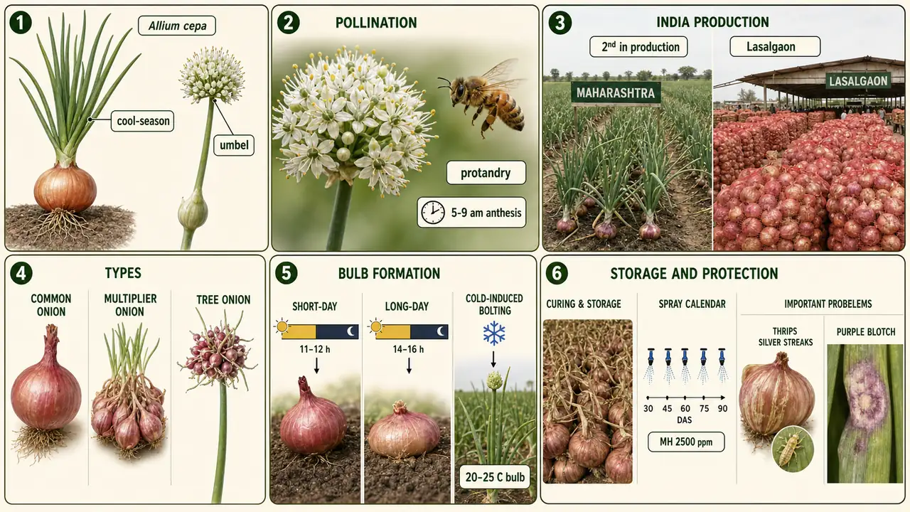 Onion summary cheat sheet visual showing botanical identity, pollination and protandry, India production position, onion types, photoperiod classes, storage management, thrips, and purple blotch