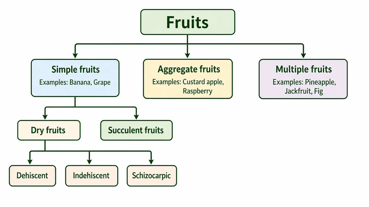 Classification tree of fruits showing simple, aggregate and multiple fruits, with dry and succulent fruits under simple fruits