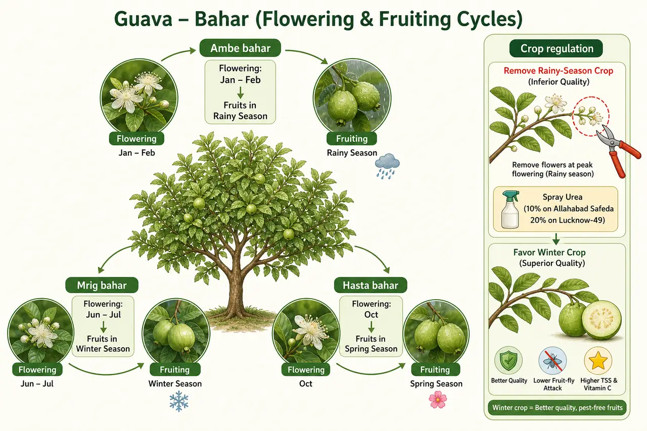 Guava bahar seasons and crop regulation showing Ambe, Mrig, and Hasta bahar with winter crop preference