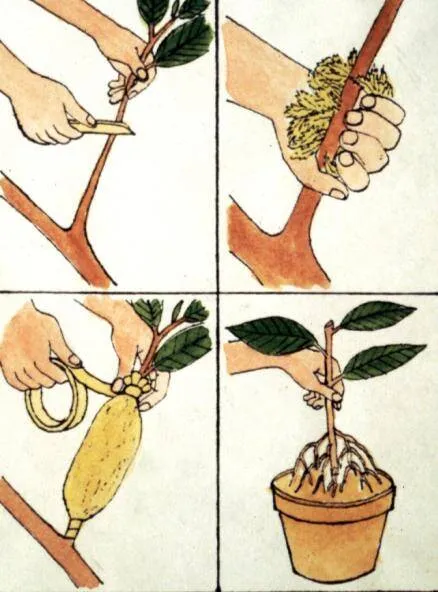 Air layering technique used for vegetative propagation in fruit crops