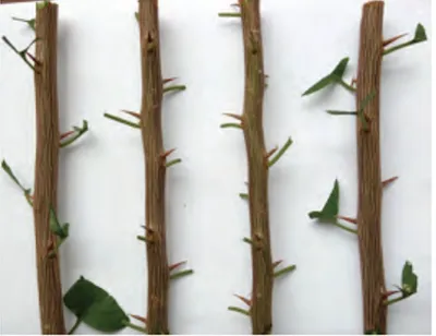 Hardwood cutting used for vegetative propagation in fruit crops