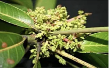 Mango clustering or jhumka disorder showing tightly grouped fruitlets at the panicle tip