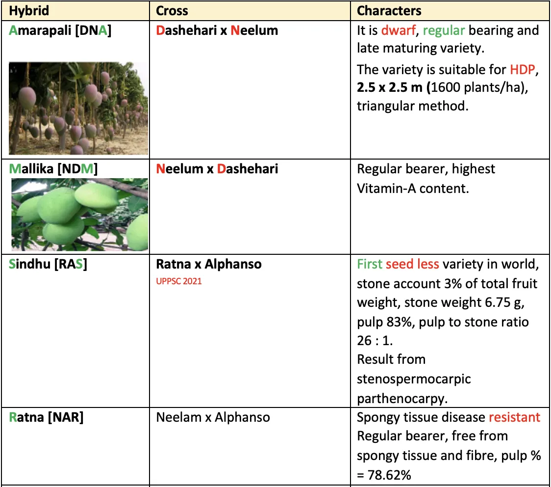 Mango hybrid table showing Amrapali, Mallika, Sindhu, and Ratna with their crosses and notable characters