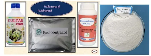 Commercial forms of paclobutrazol used in mango for flowering induction and alternate bearing management